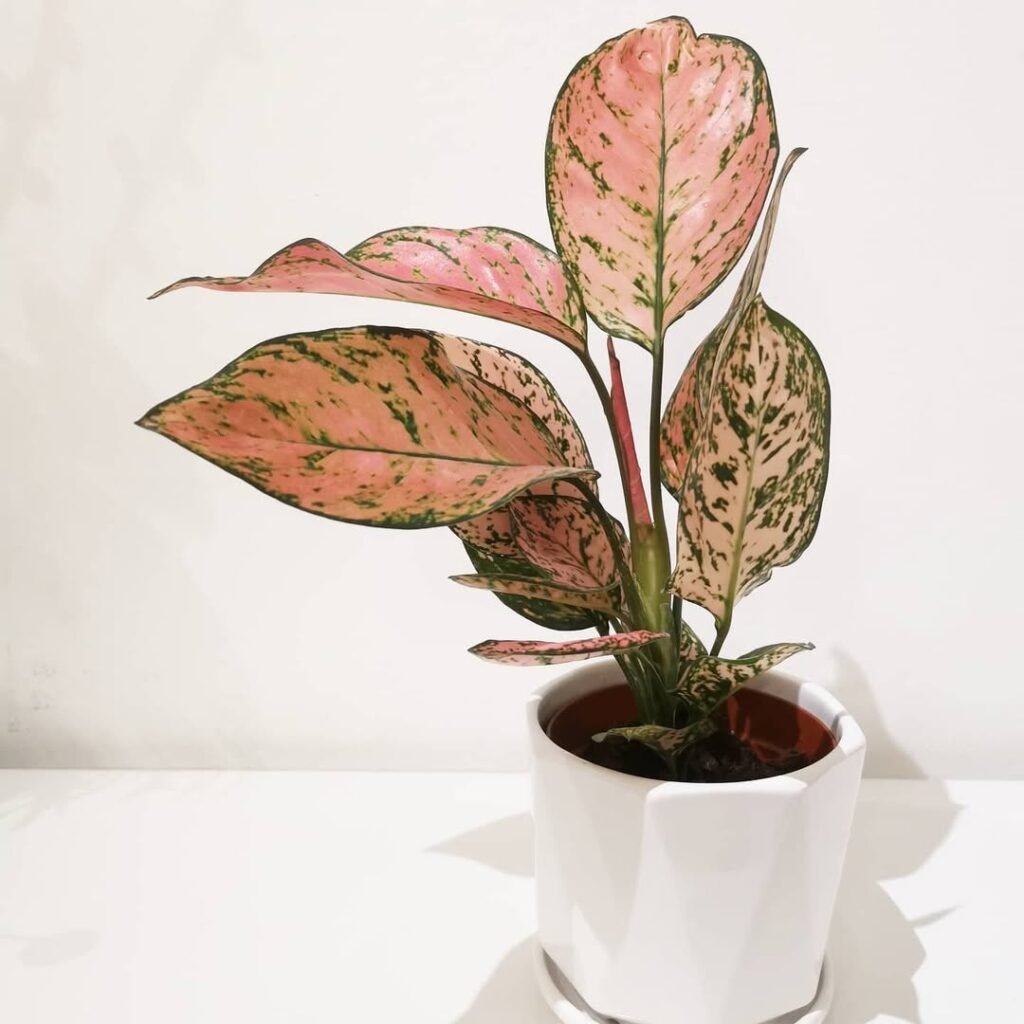 Stunning low lights indoor plants idea