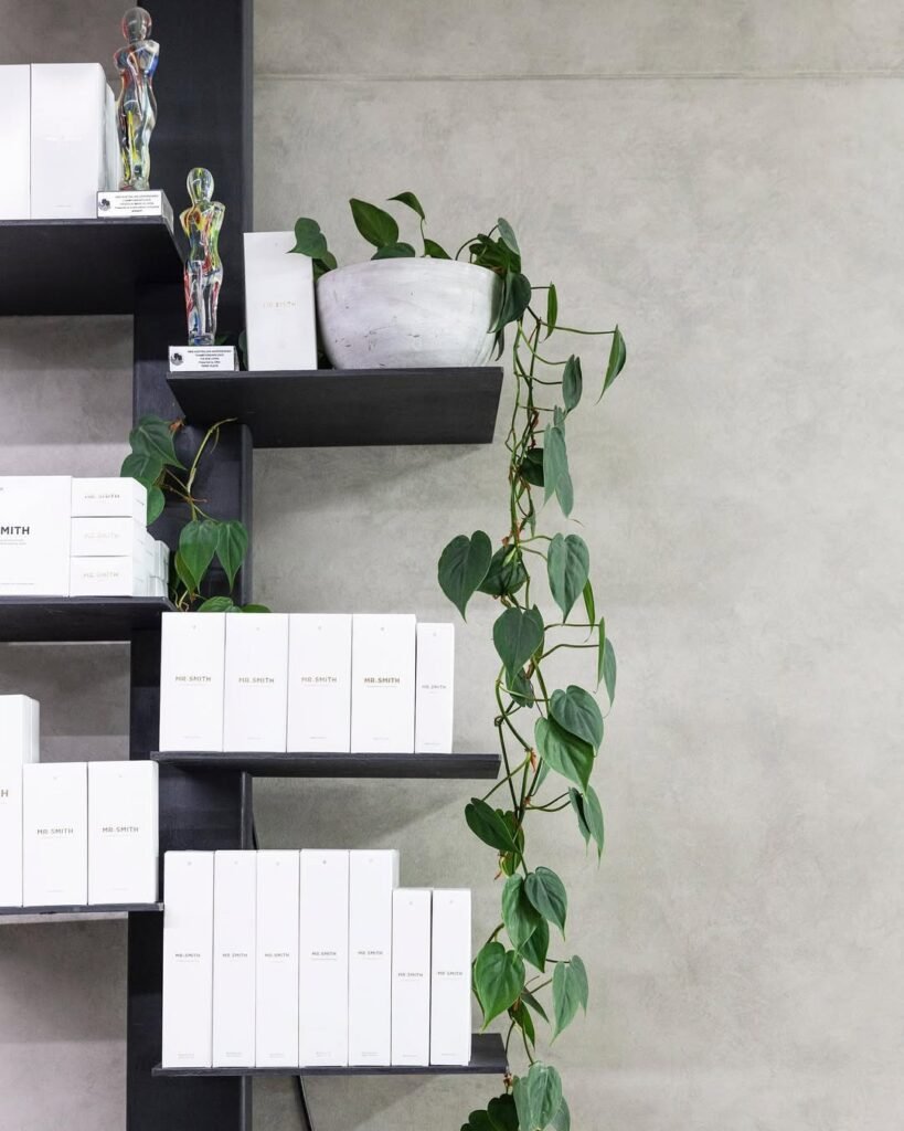Aesthetic Low Light Indoor Plants 