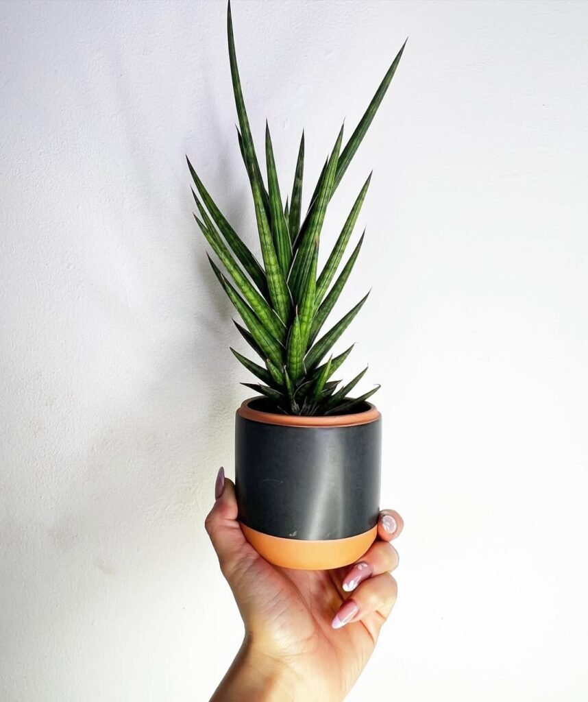 aesthetic low lights indoor plants idea
