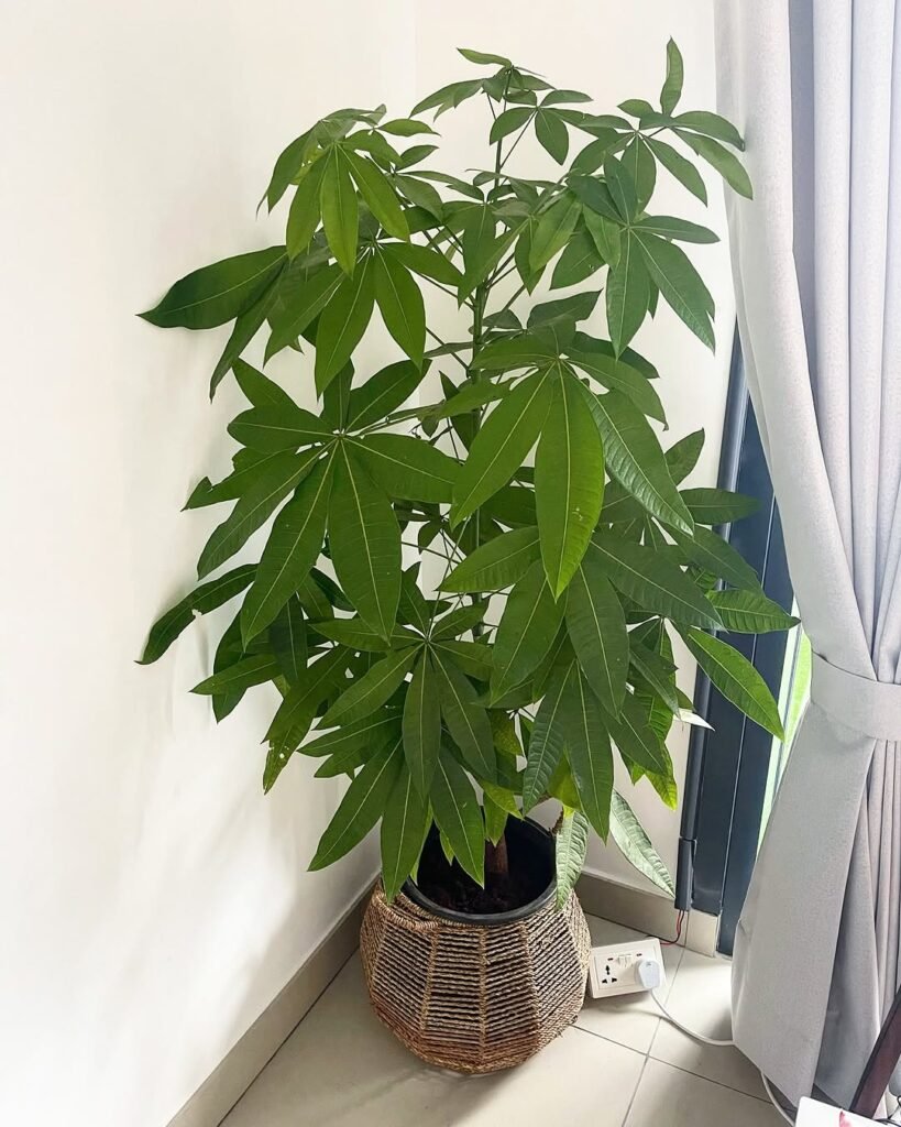 Awesome Low Light Indoor Plants 