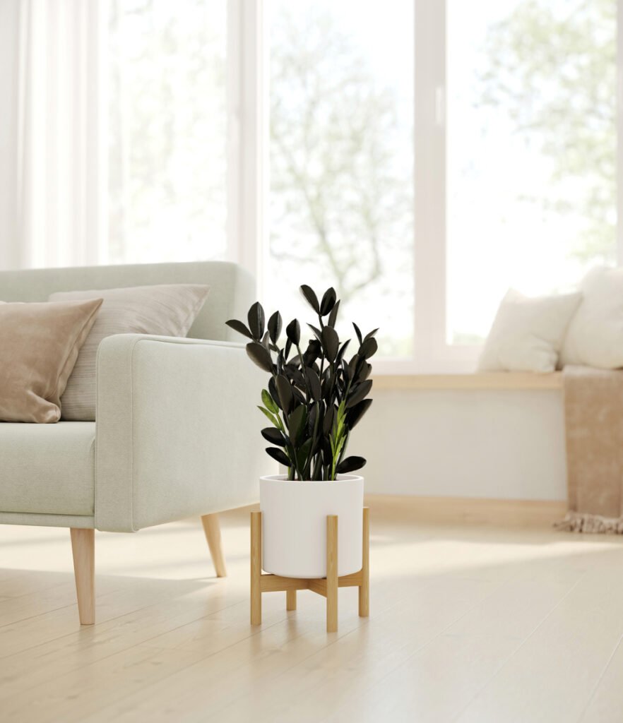 amazing low lights indoor plants idea