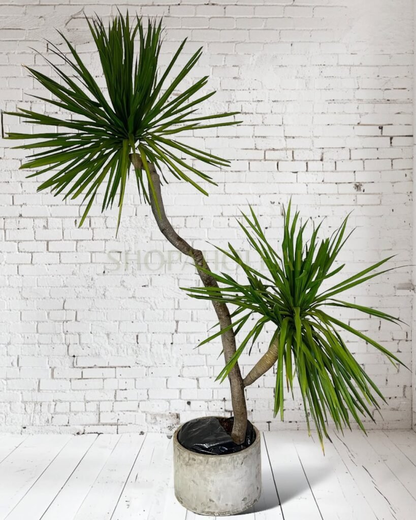 Amazing Low Light Plants
