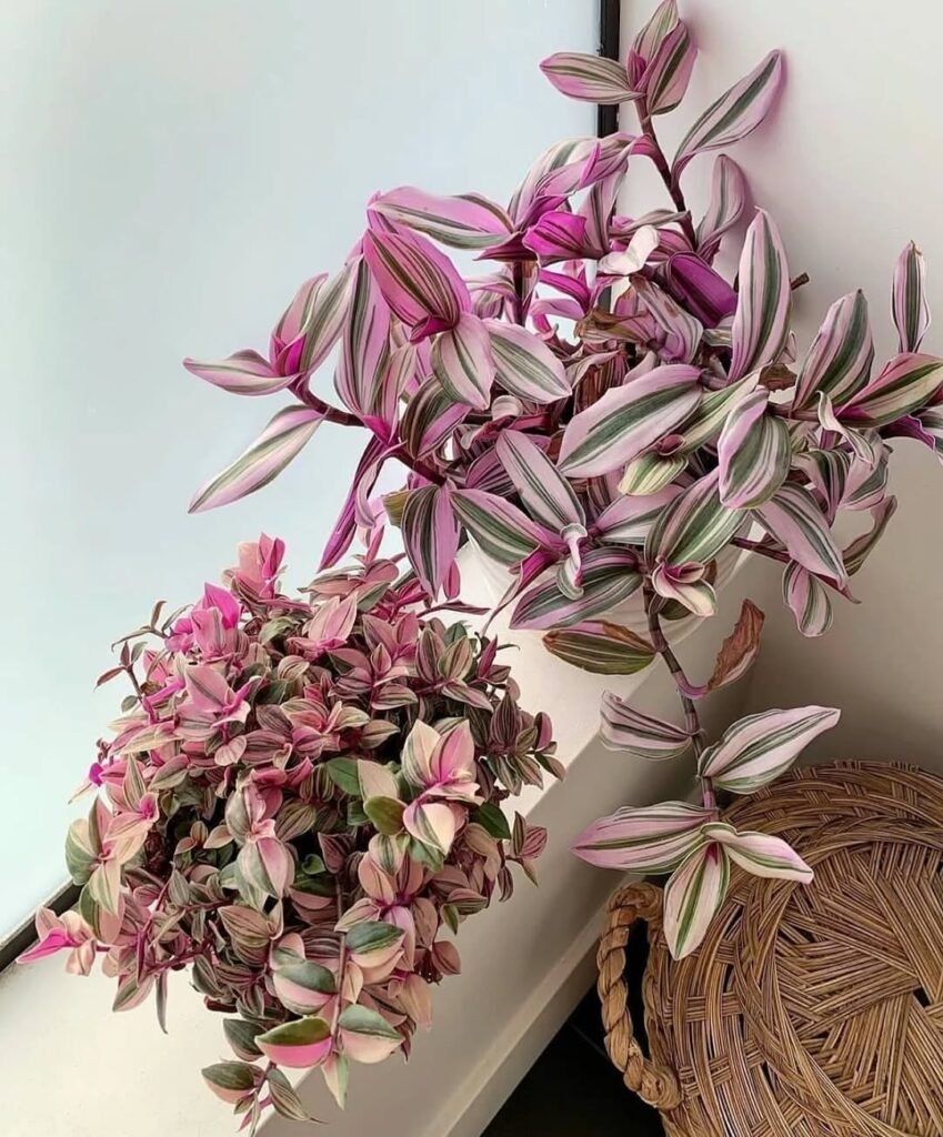 Awesome Low Lights Indoor Plants Ideas
