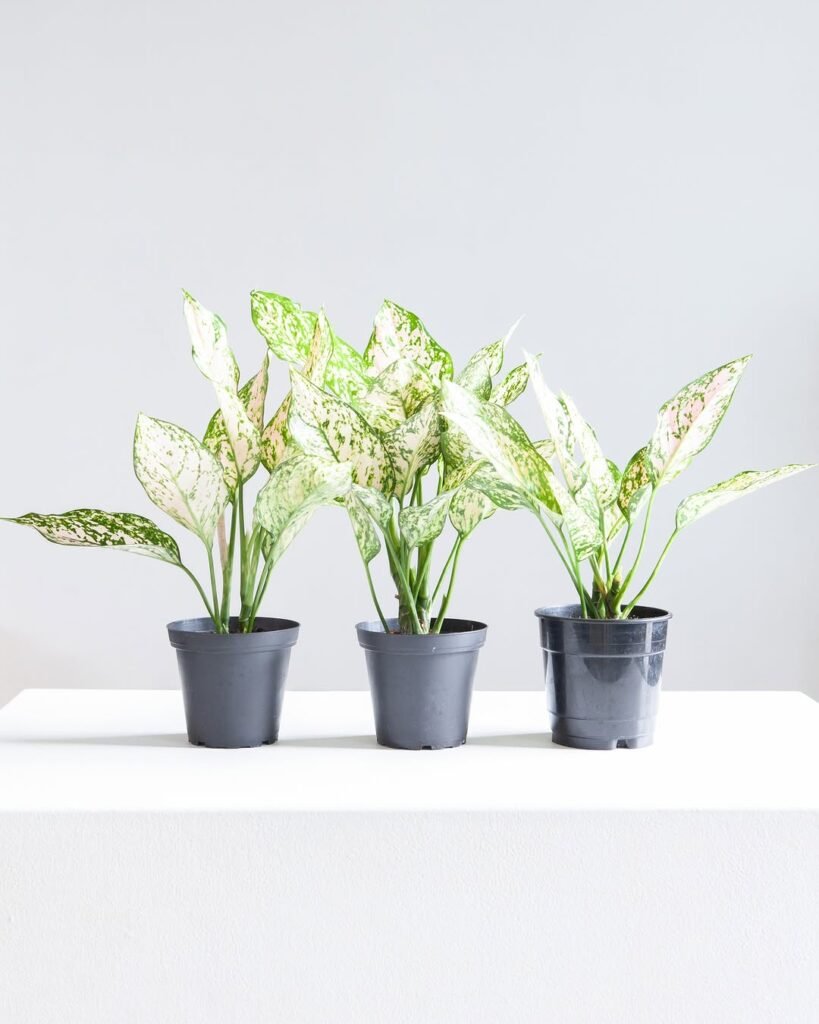 Cute Low Light Indoor Plants