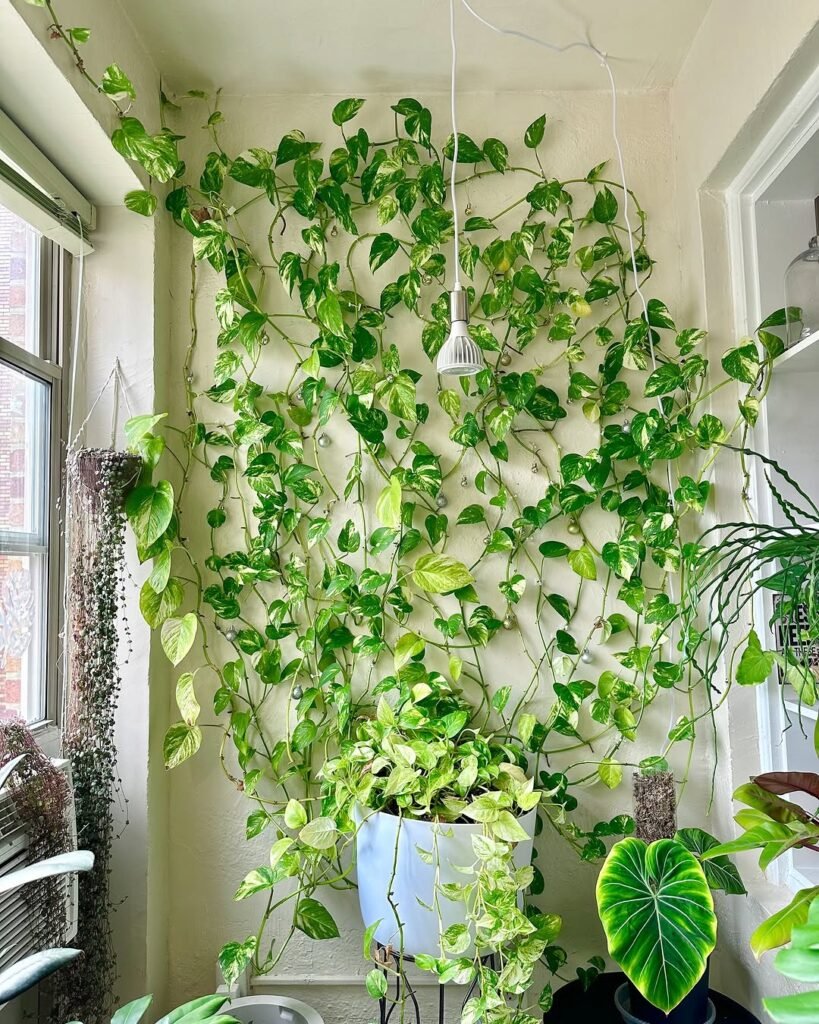 Awesome Low Light Indoor Plants