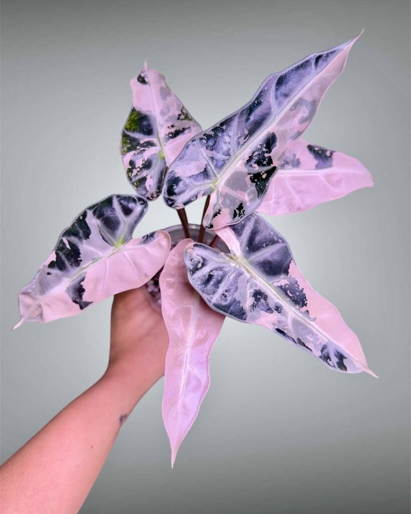 Cute Low Lights Indoor Plants Ideas