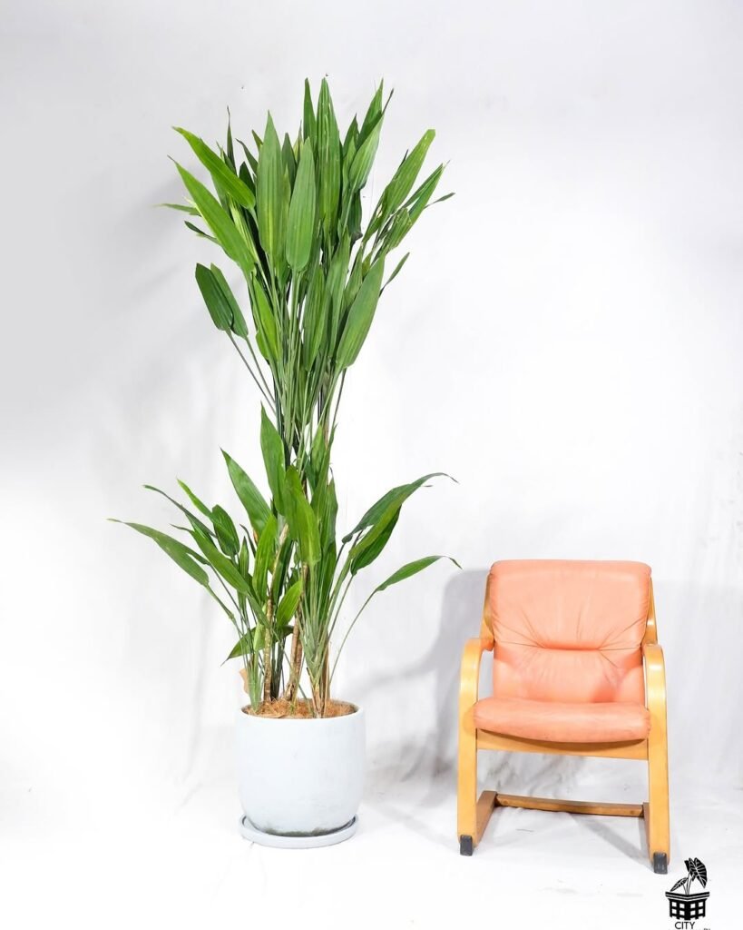 cute low light indoor plants idea
