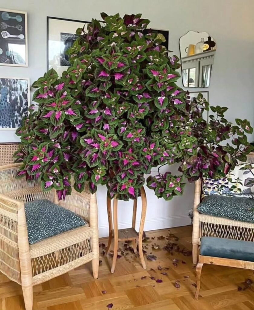 Coleus Low Lights Indoor Plants