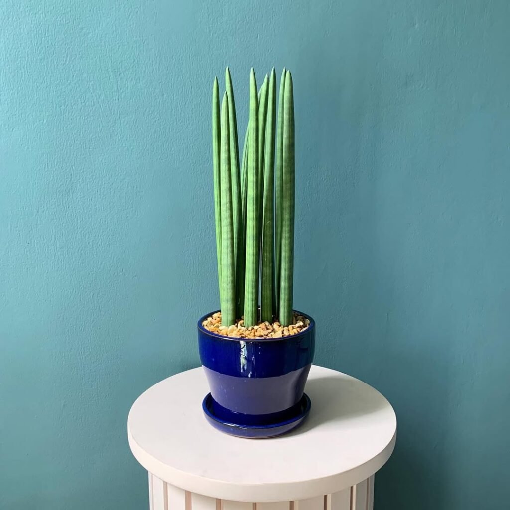 awesome low lights indoor plants idea