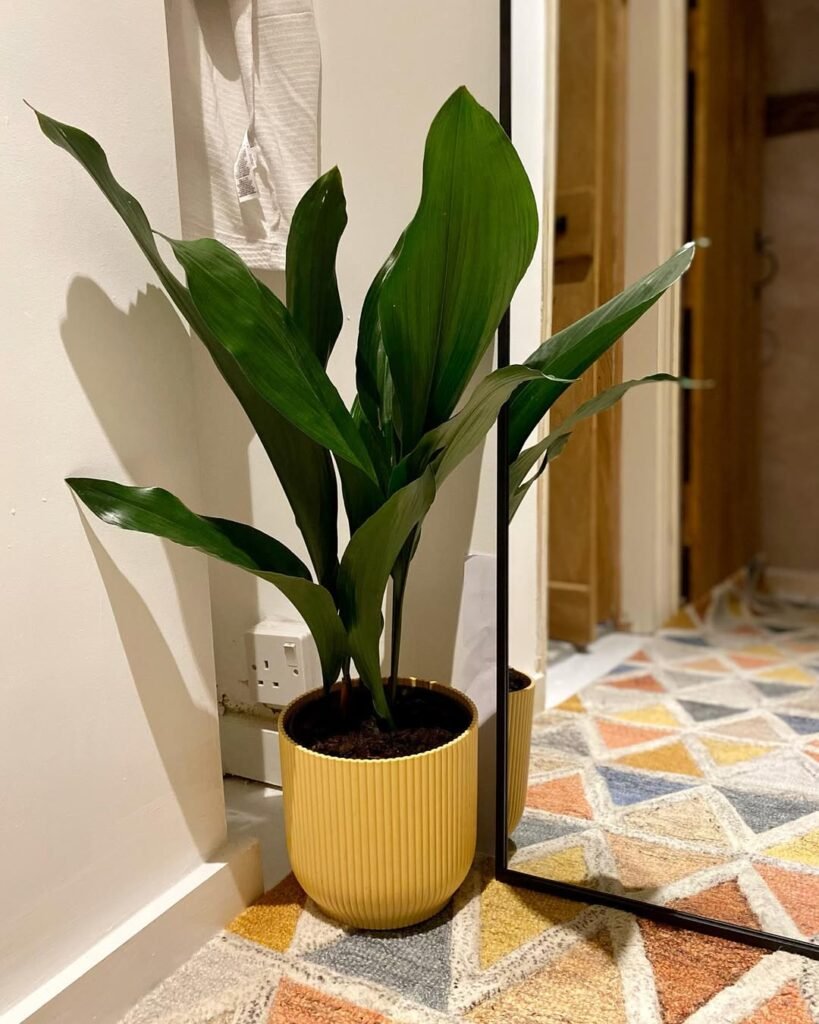 Best low light indoor plants idea