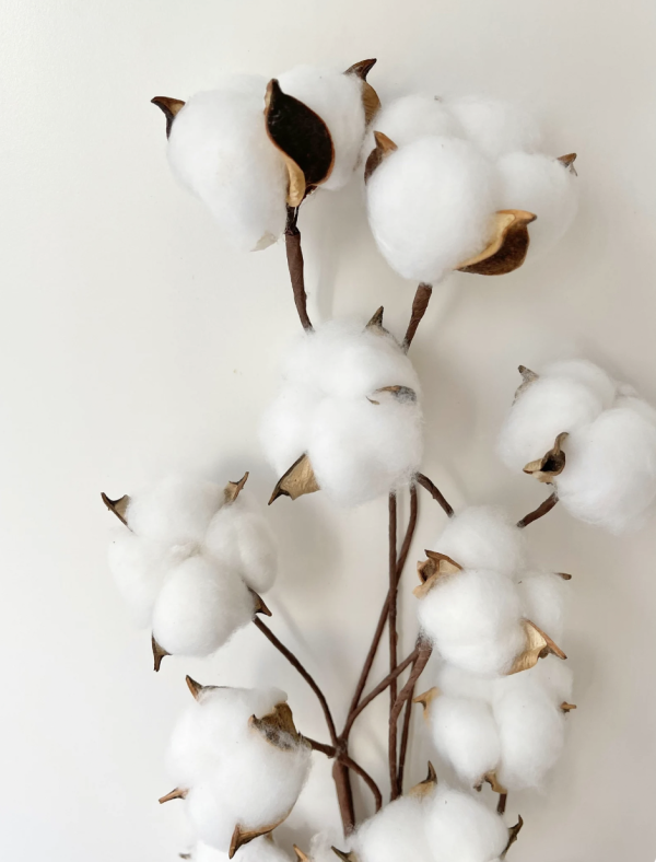Cotton Seed Pods