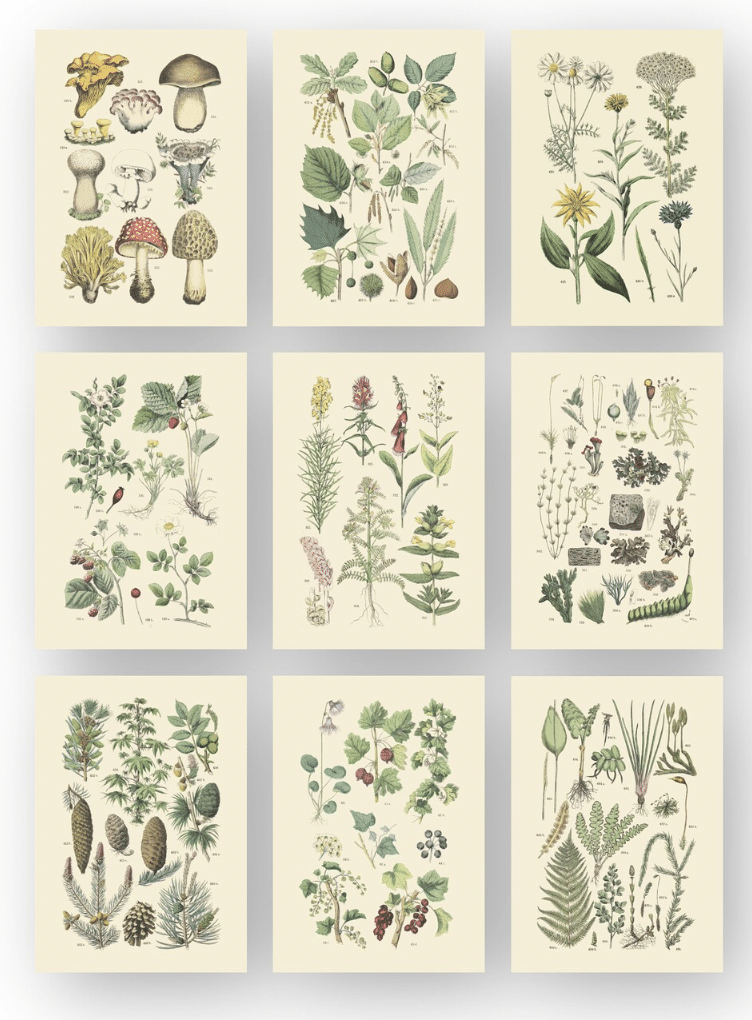 Woodland Botanical Prints